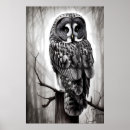 Search for great grey owl posters Bird of prey