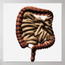 Search for large intestines posters Duodenum