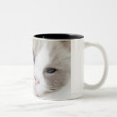 Search for ragdoll cats mugs Feline