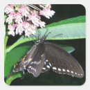 Search for black swallowtail stickers Nature