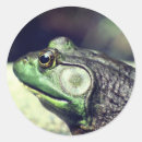 Search for bullfrog stickers Animal