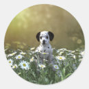 Search for dalmatian puppy stickers Cute
