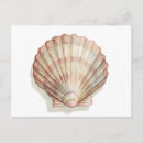Search for pink seashells postcards Ocean