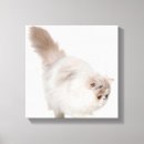 Search for persian canvas prints Cute