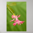 Search for christmas cactus posters Flower