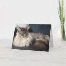 Search for maine coon cards Animal