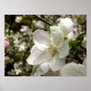 Search for apple blossoms posters White