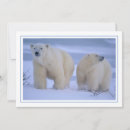 Search for polar bear cub cards Arctic