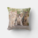 Search for cat sitting cushions Kitten