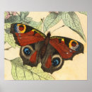 Search for peacock butterfly posters Beautiful