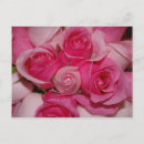 Search for rose leaves postcards Pink