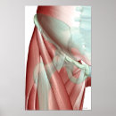 Search for part human posters Front view