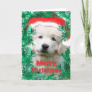 Search for pyrenees cards Big