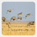 Search for flying bird stickers Flock