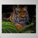 Search for crouching posters Tiger