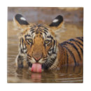 Search for tiger face tiles Cub