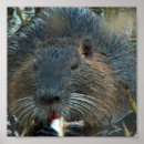 Search for beaver art Animal