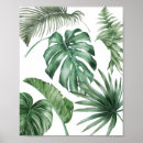 Search for monstera posters Nature