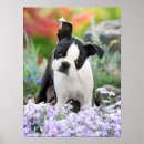 Search for bostons posters Baby animals