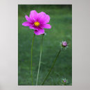 Search for aster posters Pink
