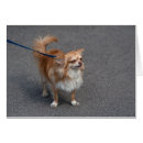 Search for leashes cards Cute