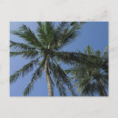 Search for palm tree postcards Asia