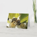 Search for orange blossom cards Summer