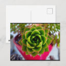 Search for echeveria postcards Floral