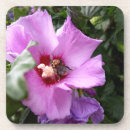 Search for shrub barware Flowers