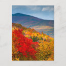 Search for white leaf postcards Photography