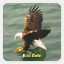 Search for prey stickers Bald eagles