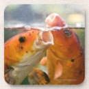 Search for carp barware Water