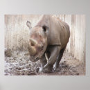 Search for rhinoceroses Rhinoceri