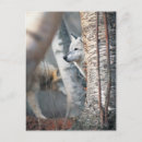 Search for behind postcards Nature