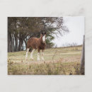 Search for draught horses cards invites Clydesdale