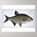 Search for ichthyology posters 1743 1805