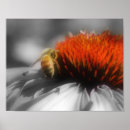 Search for black and white bee art Flower