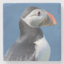 Search for puffin coasters Auk