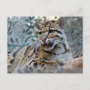 Search for clouded leopards Wild animals