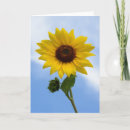Search for stems cards Yellow