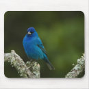 Search for migration mousepads Bird