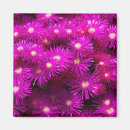 Search for aster magnets Daisy