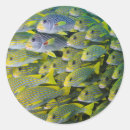 Search for school of fish stickers Ocean