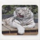 Search for white tigers mousepads Feline