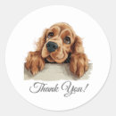 Search for cocker stickers English cocker spaniel