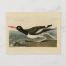 Search for pied postcards Illustration