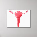 Search for female anatomy canvas prints Reproductive organs