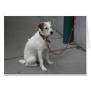 Search for leashes cards Funny