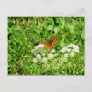 Search for entomology postcards Garden