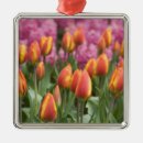Search for holland christmas tree decorations Tulip